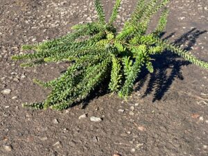 Grevillea lanigera 'Mt Tamboritha'