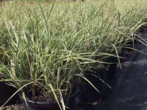 Miscanthus sinensis 'Variegatus'
