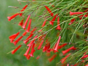 Russelia equisetiformis