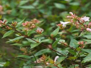 Abelia x grandiflora 'Francis Mason'