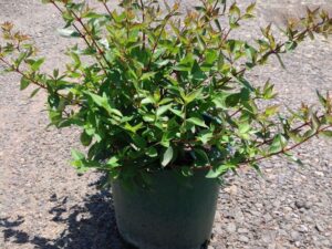 Abelia x grandiflora 'Nana'
