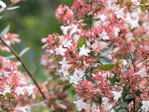 Abelia x grandiflora