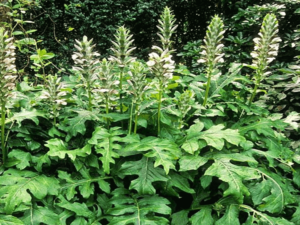Acanthus mollis