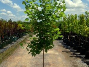 Acer x freemanii 'Jeffersred' Autumn Blaze