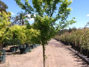 Acer palmatum 'Senkaki'