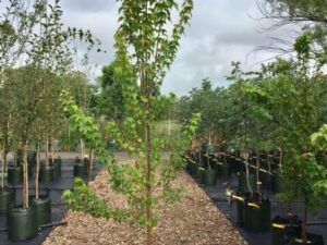 Acer buergerianum