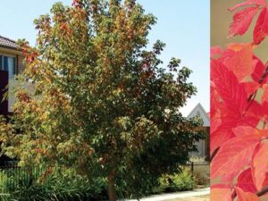 Acer negundo 'Sensation'