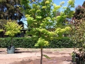 Acer palmatum