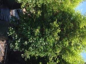 Acmena smithii DOW30 PBR Sublime