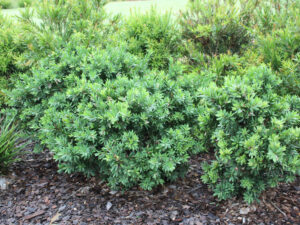 Callistemon viminalis'LJ1' PBR Better John
