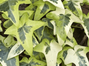 Hedera helix 'Variegata'