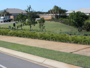 Lomandra labill.'LM600' PBR Evergreen Baby