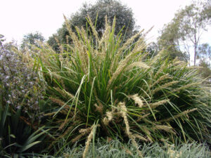 Lomandra longifolia 'KATRINUS DELUXE' PBR