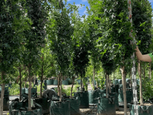Quercus palustris 'Pringreen' - Green Pillar