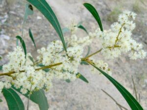 Acacia falcata