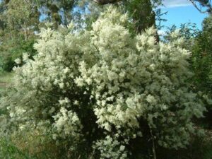 Bursaria spinosa