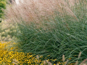 Miscanthus sinensis