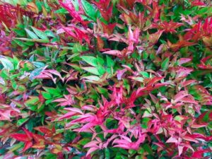 Nandina domestica 'Moonbay'
