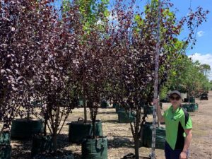 Prunus cerasifera Nigra