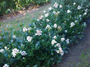 Rhaphiolepis indica 'RAPH01' PBR Cosmic White™