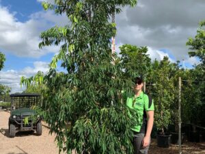 Waterhousea floribunda 'Amaroo'