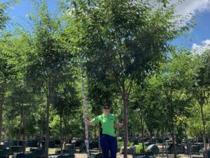 Zelkova serrata Green Vase