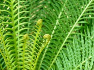 Blechnum gibbum 'Silver Lady'