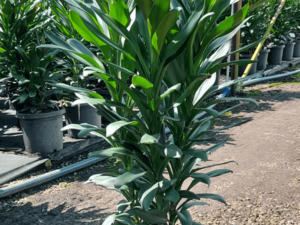Codyline glauca 300mm