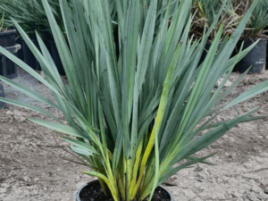 Dianella caerulea 'DBB03' PBR Cassa Blue® 140mm