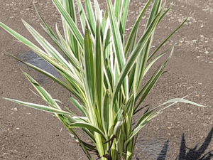 Dianella ensifolia hybrid 'Silver Streak' 140mm