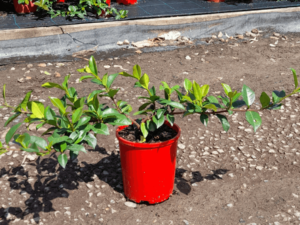 Trachelospermum asiaticum 'FT01' PBR Flat Mat™ 300mm