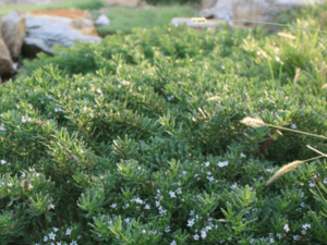 Myoporum parvifolium 'PARV01' PBR Yareena