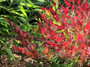 Nandina domestica 'SEIKA' Obsession