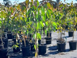 Eucalyptus sclerophylla