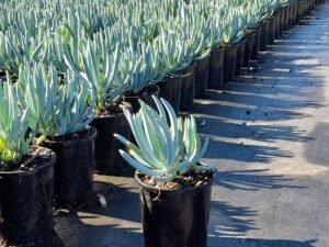 Senecio mandraliscae 'Blue Chalk Sticks'