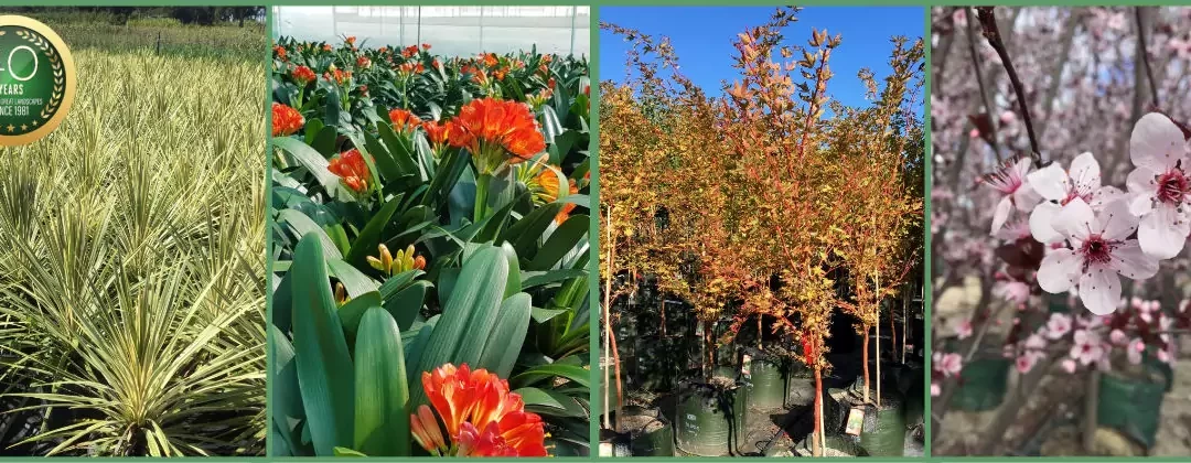 Winter colour like you’ve never seen before