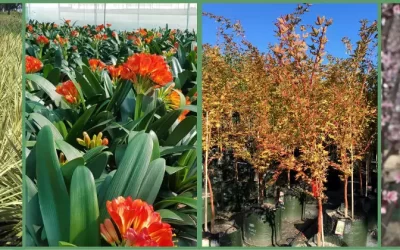 Winter colour like you’ve never seen before