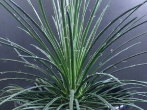 Agave geminiflora