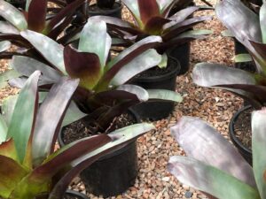 Alcantarea imperialis Silver Plum