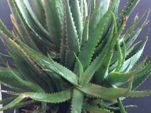 Aloe Moonglow