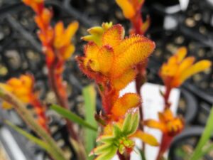 Anigozanthos flavidus