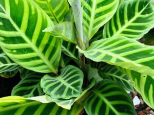 Calathea zebrina