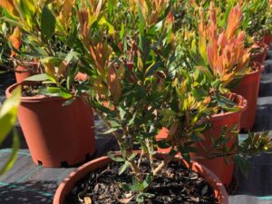 Callistemon Red Alert