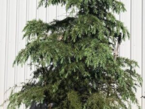 Cedrus deodara