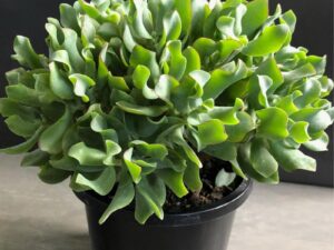 Crassula undulatifolia Max Cook