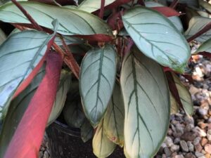 Ctenanthe Grey Star