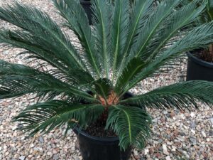 Cycas revoluta