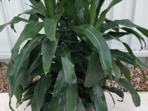 Dracaena Janet Craig