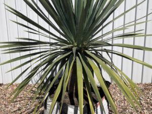Dracaena draco