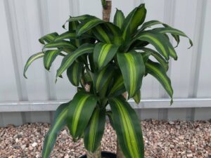 Dracaena fragrans